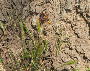 Large Wasps, Stuck Around the Female Uterus in The Process of Creating a Family