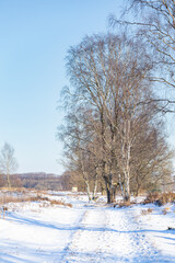 Naitonal park Veluwe Netehrarlands after snowfall in wintertime