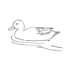 Hand drawn duck animal vector illustration. Sketch isolated on white background with pencil and label banner. duck, vector sketch on a white background
