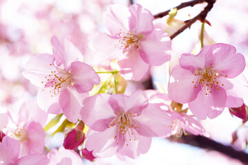 桜の花