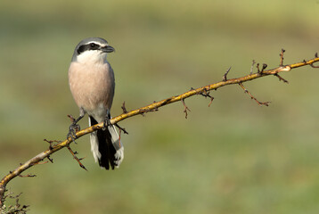 Southern flock shrike with the first light of day in its breeding territory at its usual perches