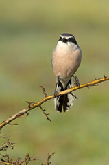 Southern flock shrike with the first light of day in its breeding territory at its usual perches