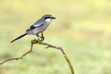 Southern flock shrike in first light of day in its breeding territory