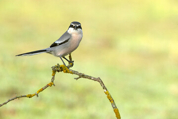 Southern flock shrike in first light of day in its breeding territory
