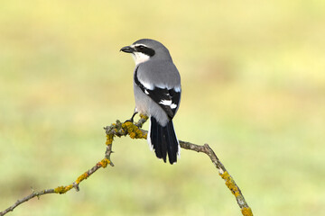 Obraz premium Southern flock shrike with the first light of day in its breeding territory at its usual perches