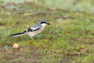 Southern flock shrike with the first light of day in its breeding territory at its usual perches
