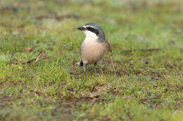Southern flock shrike with the first light of day in its breeding territory at its usual perches