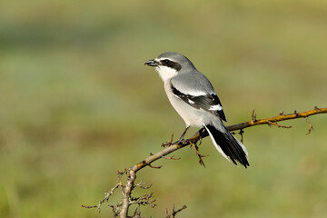 Southern flock shrike in first light of day in its breeding territory