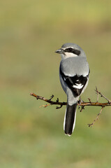 Southern flock shrike with the first light of day in its breeding territory at its usual perches