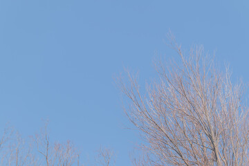 青空に映える木々