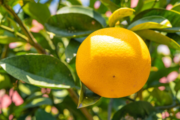 美味しそうな実（果物）