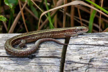 Lézard des murailles en gros plan