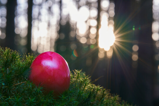 One red easter egg on mossy ground in the forest. Sunset, Lens flare. front view.