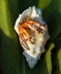 bright macro on hermit crab with leafs 