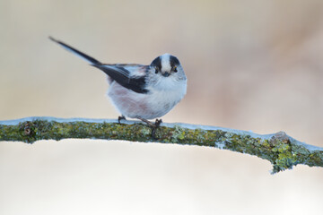 Schwanzmeise Aegithalos caudatus