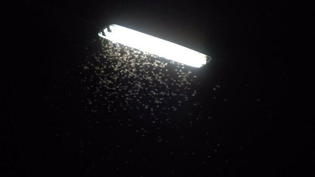 The insect flies under the lamp at night.