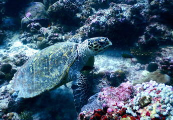 Fototapeta na wymiar green sea turtle at colourful coral reef underwater 
