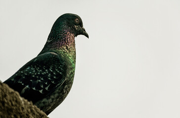 pigeon portrait photo