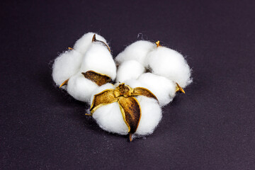 White dry cotton flowers on dark background.
