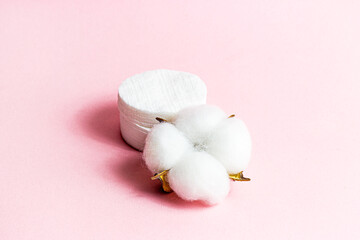 White dry cotton flowers and pads on light pink background.