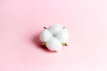 White dry cotton flowers on light pink background.