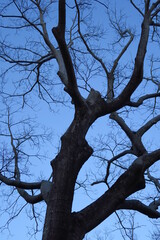 黄昏時の欅の枯れ木のシルエット