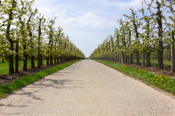 Fototapeta na wymiar Bicycle route in Haspengouw in springtime with blooming fruit trees and blue sky