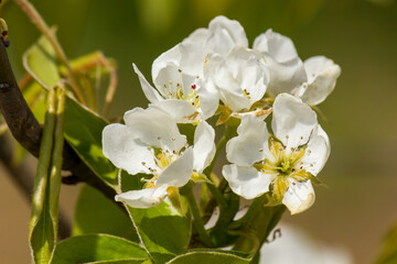 Naklejka na ściany i meble Pear tree blossom closeup during early spring in Haspengouw (Belgium)