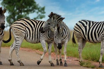 Fototapeta na wymiar 2 Two Zebra Equus standing togetherin the veld in rietvlei nature reserve in Pretoria South Africa. Very cute and cuddly