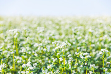 Buckwheat field, inflorescences close up. Harvest and harvesting concept. Buckwheat inflorescences on the field on late summer morning time, sunrise backlight