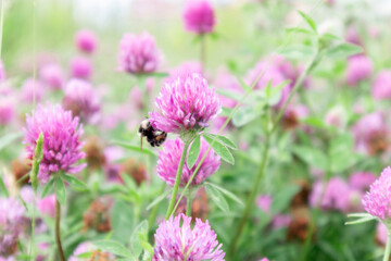 Big bumblebee collects honey from clover.