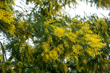 the spring bloom of Mimosa