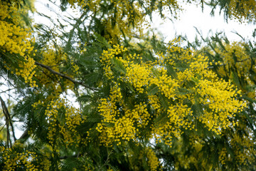 Fototapeta na wymiar the spring bloom of Mimosa