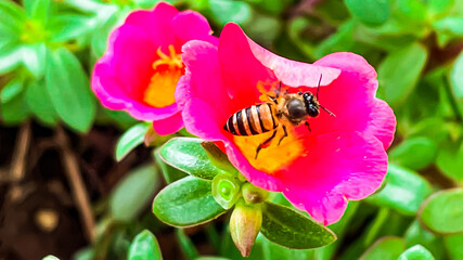 Colorful red flowers and bees pollinate with blurred green leaves background. 