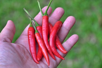 Fresh red chillies on hand holding.