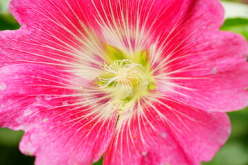 Pink Alcea Rosea  blooming in the garden.