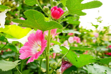 Pink Alcea Rosea  blooming in the garden.