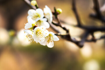 Obraz premium 一重白梅