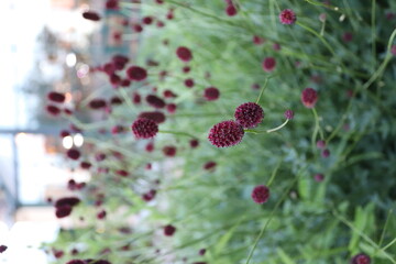 Кровохлебка