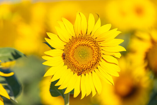 Yellow sunflowers close up. Field of sunflowers, beautiful nature rural landscape. Farm field idyllic scene..