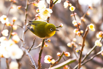 メジロと梅の花