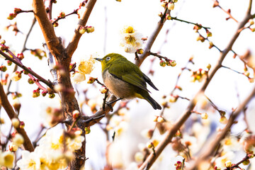 メジロと梅の花