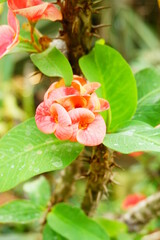 Crown of Thorns blooming in the garden.