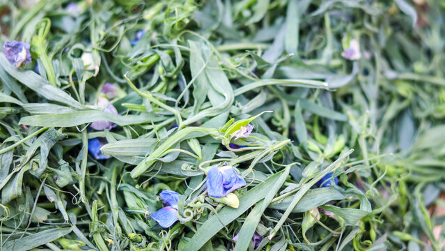 Indian pea or grass pea