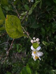 tree blossom