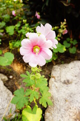 Pink Alcea Rosea  blooming in the garden.