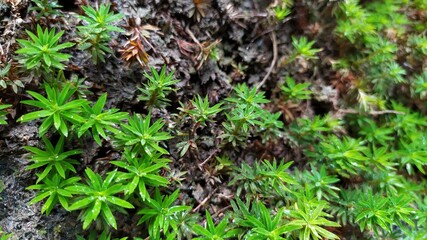 green moss on the ground