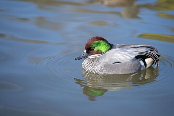  Falcated Duck (Mareca falcata) dabbling duck