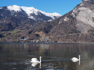 cygnes sur un lac alpin - printemps Suisse
