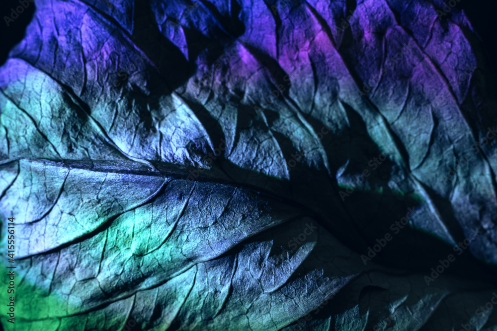 Fototapete Close up Beautiful abstraction  leaf texture in multicoloured neon light. Minimalism retro style concept. Background pattern for design. Macro photography view.